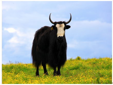 ֱ����ԭ֮����Դ�أ��ƺ��볤������������ʪ��