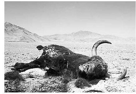 ��ԭ֮�������������ţ