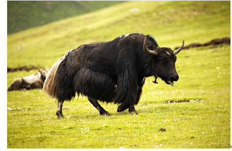 ��ԭ֮�������������ţ