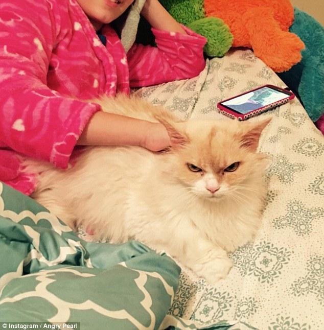 生气猫不爽猫委屈猫 继不爽猫之后生气猫走红【喵星人网红盘点】