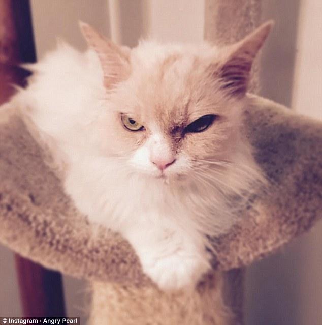 生气猫不爽猫委屈猫 继不爽猫之后生气猫走红【喵星人网红盘点】