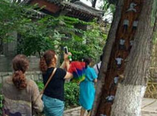 树洞惊现神秘武功秘籍 这位少年，我看你骨骼精奇来大明湖练武功吧