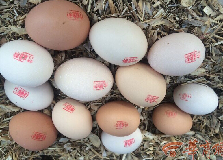 老汉卖盖章鸡蛋做记号 鸡蛋有问题可凭记号换取