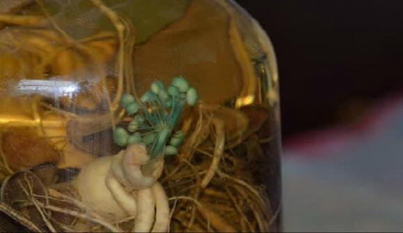 费县一村民泡在酒中15年的人参 竟然“开花”了！