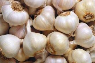 腊八节“蒜你狠”发威 济南大蒜最高价达16.5元（图）