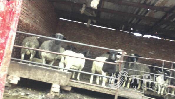 记者调查：济南养殖户用泔水喂羊 称一年365天没断过