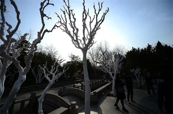 济南趵突泉公园等泉畔出现“白树林” 原是越冬保护衣