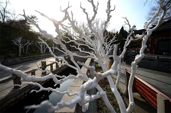 济南趵突泉公园等泉畔出现“白树林” 原是越冬保护衣