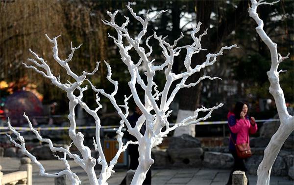 济南趵突泉公园等泉畔出现“白树林” 原是越冬保护衣