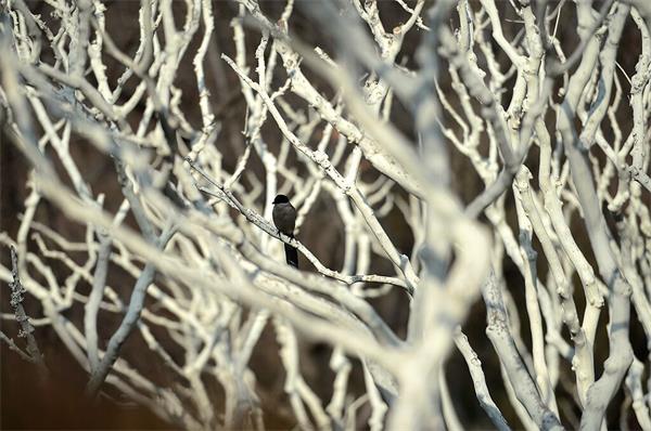 济南趵突泉公园等泉畔出现“白树林” 原是越冬保护衣