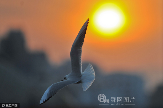 三九天冷空气来袭 青岛天空颜值爆表 - 山东 - 舜网新闻