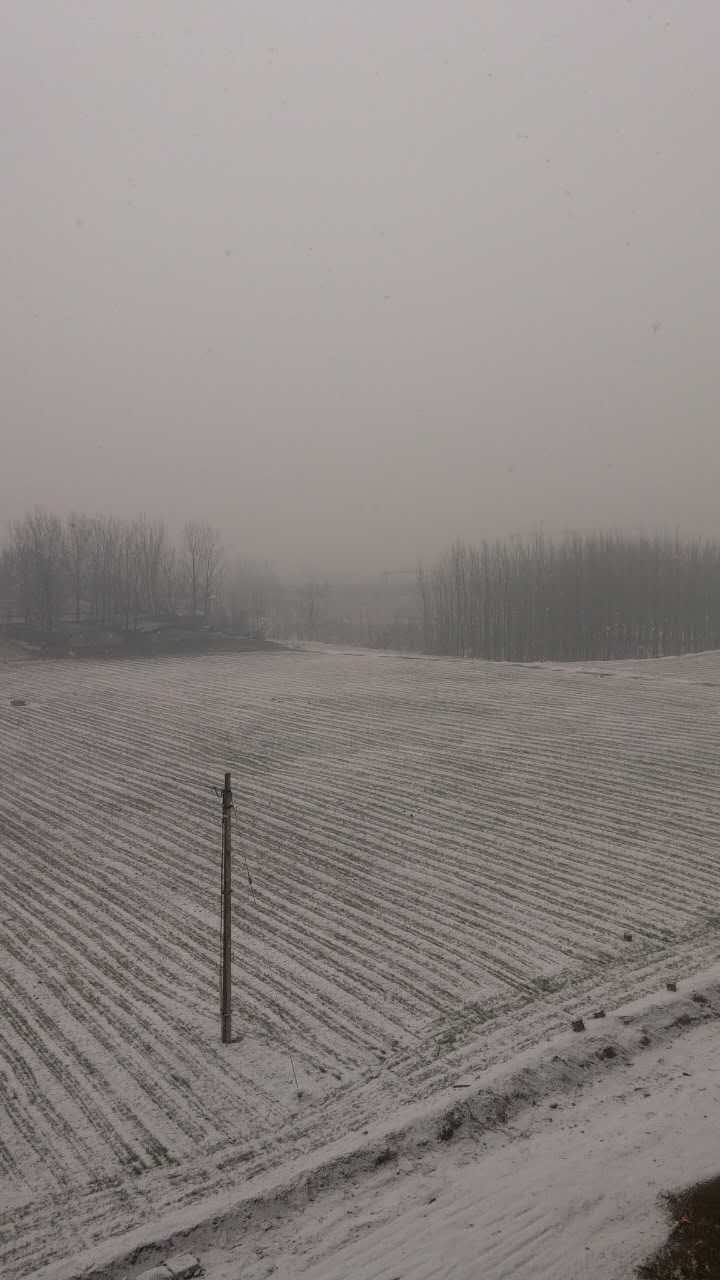 大年初二济南迎来鸡年第一场雪 出行注意路滑