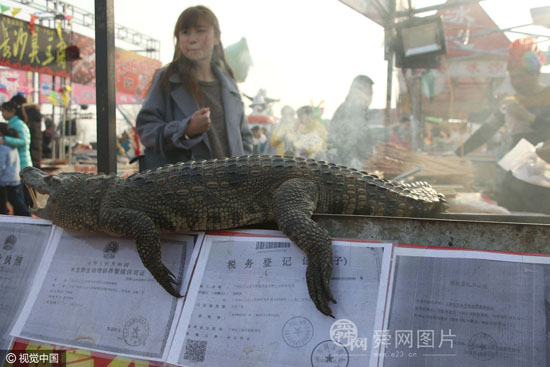 滨州春节庙会惊现烤鳄鱼肉10元一串 市民争相尝鲜