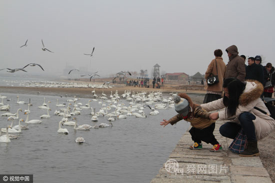 山东荣成天鹅与海鸥共舞 引游客争相喂食