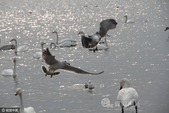 山东荣成天鹅与海鸥共舞 引游客争相喂食