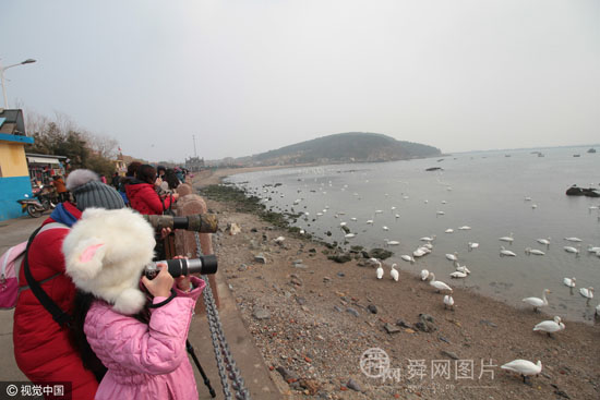 山东荣成天鹅与海鸥共舞 引游客争相喂食