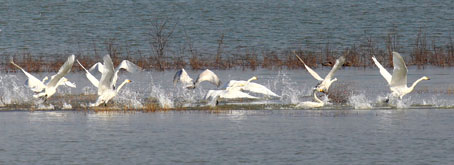 美呆了！济南有个“天鹅湖” 最多时有上百只天鹅