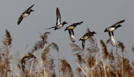美呆了！济南有个“天鹅湖” 最多时有上百只天鹅