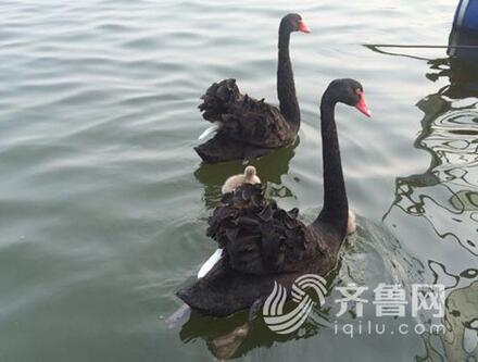 泰山天鹅湖黑天鹅“娃娃”被盗 天鹅夫妇绝食三天