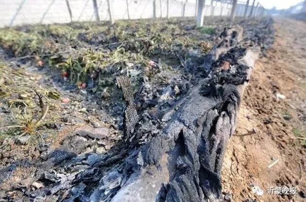 山东临沂40万元草莓大棚一夜成灰烬 孔明灯惹的祸