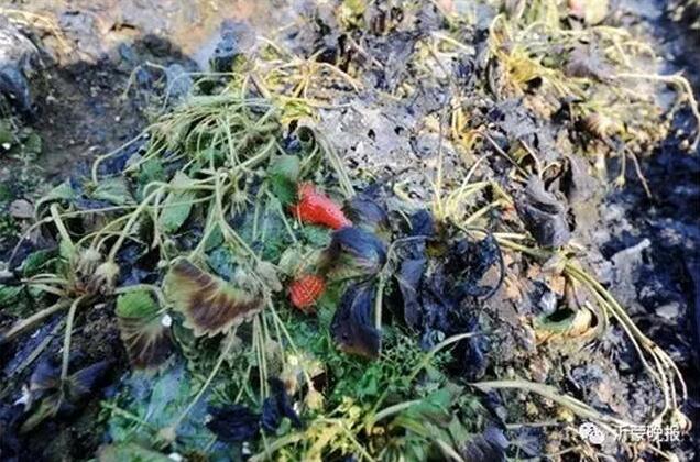 山东临沂40万元草莓大棚一夜成灰烬 孔明灯惹的祸