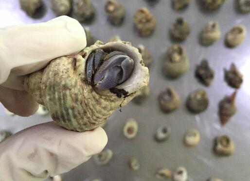 济南口岸首次截获活体寄居蟹 旅客称在普吉岛沙滩玩耍拾获