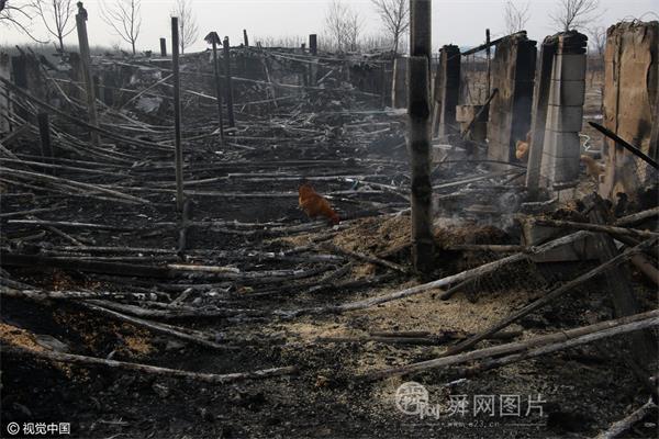 山东滨州：2千只鸽子被烧死 损失近20万元