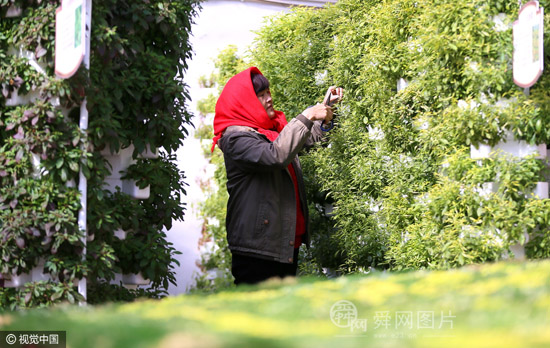 山东即墨:“立体栽培”成农民特色种植新景