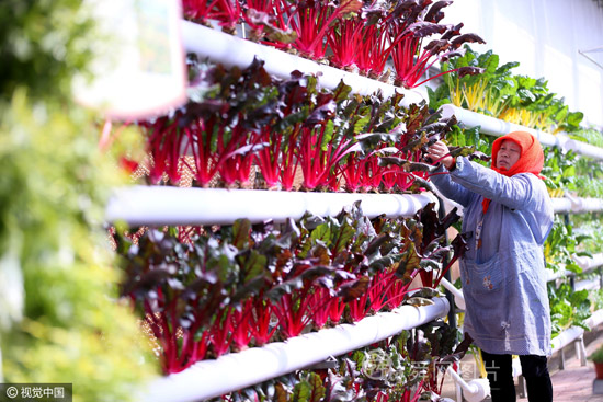 山东即墨:“立体栽培”成农民特色种植新景