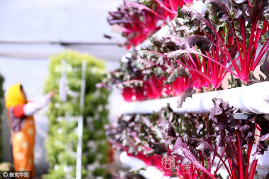 山东即墨:“立体栽培”成农民特色种植新景