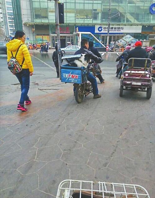 送餐小哥被拍用送餐箱装狗 饿了么分公司：并非团队人员