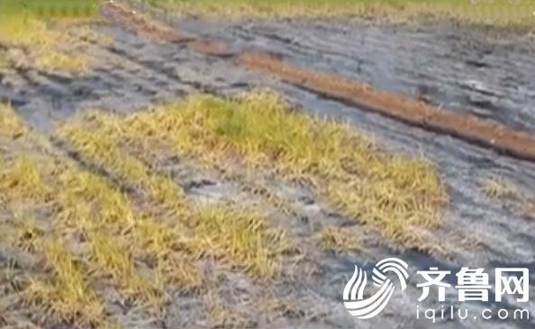 滕州麦地突现黑水事件追踪 排污管道逆流环保部门调查