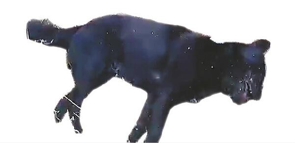 ��ɫ��һ��ҧ��6�˱����� ûоƬ��Ϊ����Ȯ�򡰺ڻ���