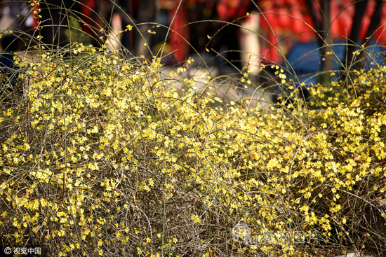 济南大明湖畔大片迎春花开 市民游客争相拍照