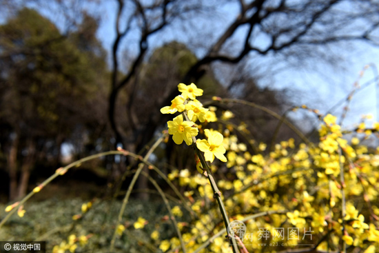 济南大明湖畔大片迎春花开 市民游客争相拍照