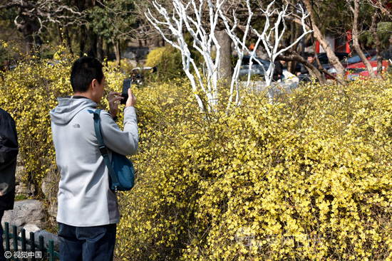 济南大明湖畔大片迎春花开 市民游客争相拍照
