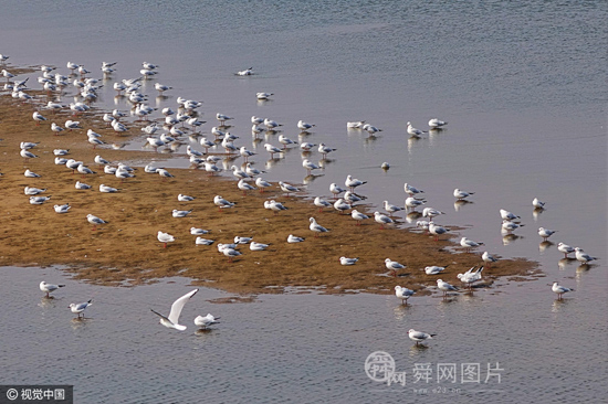 山东青岛：数百只红嘴鸥集聚海滩晒太阳