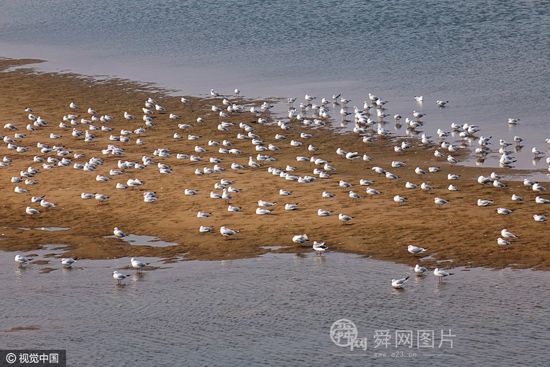 山东青岛：数百只红嘴鸥集聚海滩晒太阳