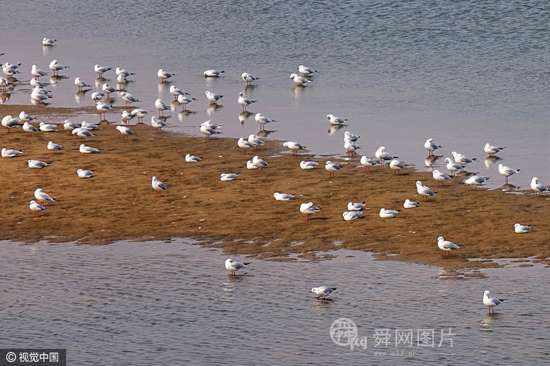 山东青岛：数百只红嘴鸥集聚海滩晒太阳