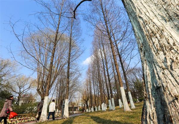 雪后泉城“气质”变“优” 迎来“蓝天白云”好天气