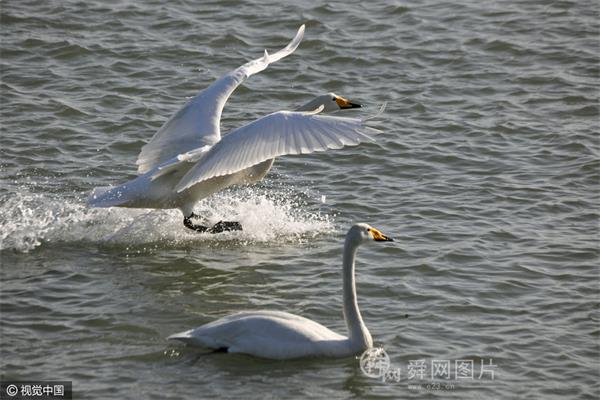 候鸟迁徙 山东威海大天鹅已经陆续北上