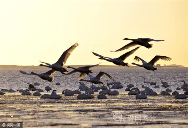 候鸟迁徙 山东威海大天鹅已经陆续北上