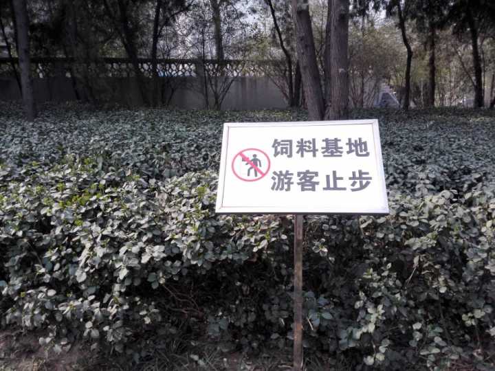 3月种下樱花树 下月或见樱花开