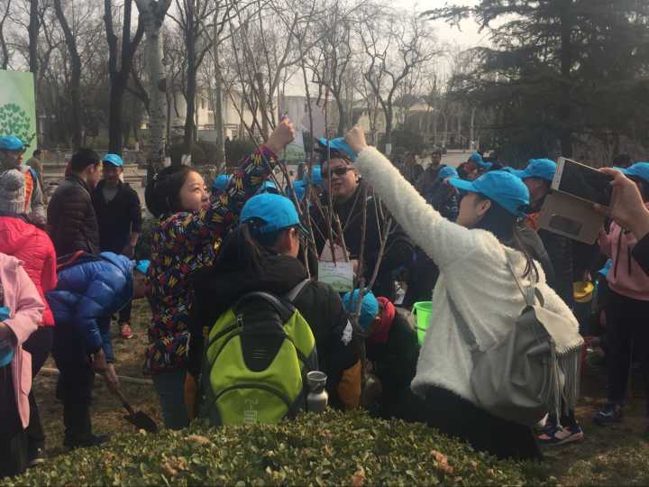 3月种下樱花树 下月或见樱花开