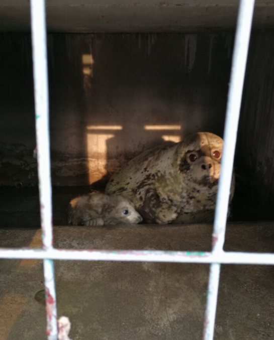 济南动物园被质疑小海豹环境差 园方释疑：为接生放光池水