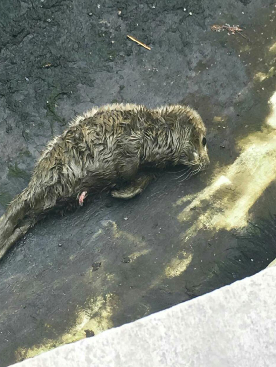 济南动物园被质疑小海豹环境差 园方释疑：为接生放光池水