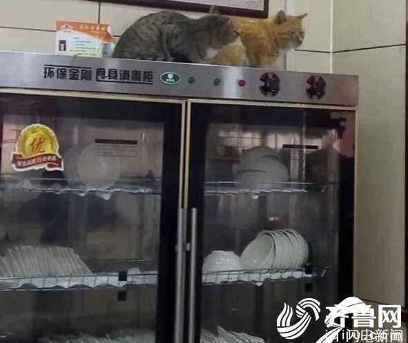 金德利民快餐店天花板夹带俩“喵星人”掉落 砸伤食客