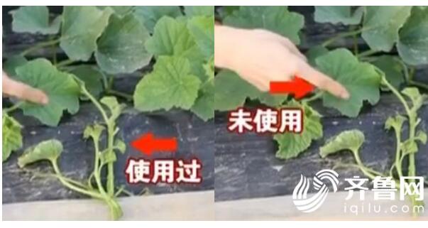 菏泽单县瓜农用了多年的农肥竟不合格 厂址为假电话不通