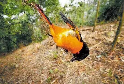 济南英雄山下有人设陷阱捕鸟 抓到后拿到鸟市