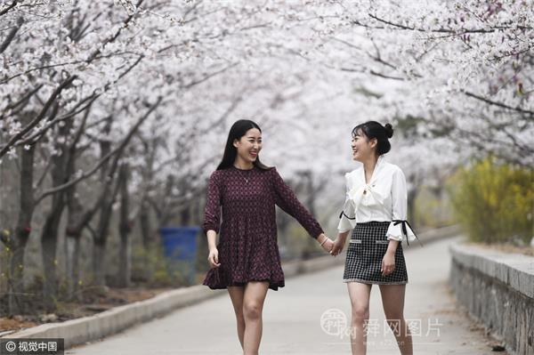 邹平十里樱花长廊迎来盛花期 众多游客前来赏花游玩